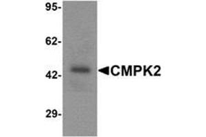 Western blot analysis of CMPK2 in rat lung tissue lysate with CMPK2 Antibody  at 1 ug/mL (CMPK2 antibody  (C-Term))