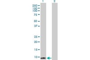 Western Blot analysis of S100A7 expression in transfected 293T cell line by S100A7 MaxPab polyclonal antibody. (S100A7 antibody  (AA 1-101))