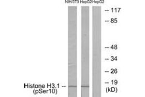 Western blot analysis of extracts from NIH/3T3 cells and HepG2 cells, using Histone H3. (Histone H3.1 antibody  (pSer10))