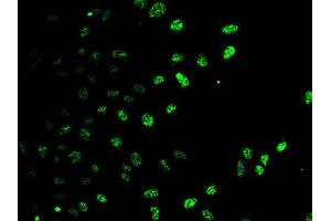 Immunofluorescence analysis of U2OS cells using E2F6 antibody.