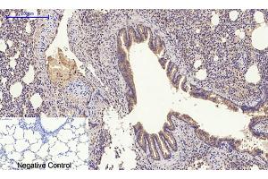 Immunohistochemical analysis of paraffin-embedded rat lung tissue. (GLUT4 antibody  (N-Term))
