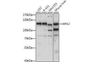 Western blot analysis of extracts of various cell lines, using I antibody (ABIN7268030) at 1:1000 dilution. (IARS2 antibody  (AA 663-1012))