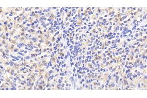 Detection of HO1 in Porcine Spleen Tissue using Polyclonal Antibody to Heme Oxygenase 1 (HO1) (HMOX1 antibody  (AA 61-172))