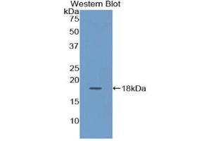 Western Blotting (WB) image for anti-Keratin 19 (KRT19) (AA 245-391) antibody (ABIN1174394) (Cytokeratin 19 antibody  (AA 245-391))