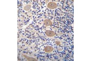 Formalin fixed and paraffin embedded human cerebellum tissue reacted with EAPP Antibody (C-term) followed by peroxidase conjugation of the secondary antibody and DAB staining. (EAPP antibody  (C-Term))