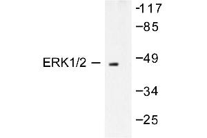 Image no. 2 for anti-Mitogen-Activated Protein Kinase 3 (MAPK3) antibody (ABIN265405) (ERK1 antibody)