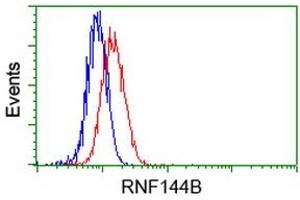 Image no. 2 for anti-Ring Finger Protein 144B (RNF144B) (AA 1-256) antibody (ABIN1490646) (RNF144B antibody  (AA 1-256))