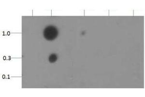 Dot Blot (DB) image for anti-Histone 3 (H3) (H3K18me2) antibody (ABIN5706755)