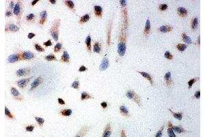 Anti-Prohibitin antibody, ICC ICC: HELA Cell (Prohibitin antibody  (C-Term))