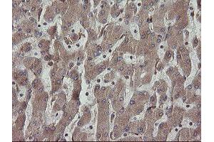 Image no. 2 for anti-Protein Disulfide Isomerase Family A, Member 3 (PDIA3) antibody (ABIN1498107) (PDIA3 antibody)