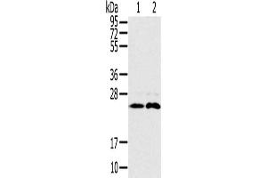Gel: 10 % SDS-PAGE, Lysate: 40 μg, Lane 1-2: Mouse brain tissue, Raji cells, Primary antibody: ABIN7192090(RAB14 Antibody) at dilution 1/200, Secondary antibody: Goat anti rabbit IgG at 1/8000 dilution, Exposure time: 30 seconds (RAB14 antibody)
