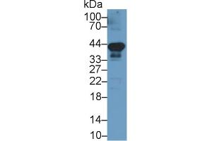 Detection of PDL1 in Rat Heart lysate using Monoclonal Antibody to Programmed Cell Death Protein 1 Ligand 1 (PDL1) (PD-L1 antibody  (AA 34-241))