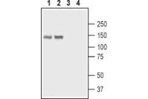 ATPase, Ca++ Transporting, Plasma Membrane 4 (ATP2B4) peptide