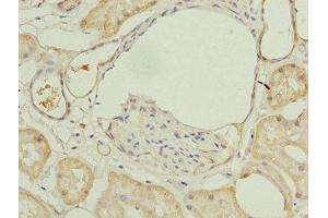 Immunohistochemistry of paraffin-embedded human kidney tissue using ABIN7143985 at dilution of 1:100 (Monoamine Oxidase A antibody  (AA 1-300))