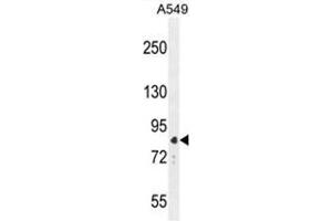 ANAPC5 Antibody (Center) western blot analysis in A549 cell line lysates (35 µg/lane). (ANAPC5 antibody  (Middle Region))