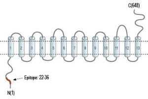 Representative domain view of the target of ABIN7885466.