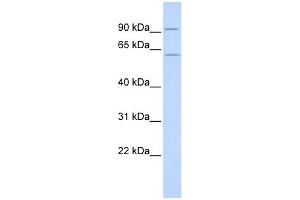 CUGBP2 antibody used at 1 ug/ml to detect target protein. (CELF2 antibody  (N-Term))