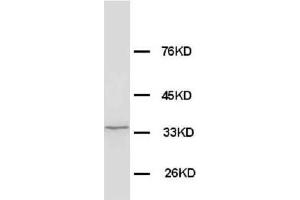 Anti-Morg1 antibody, Western blotting WB: Rat Brain Tissue Lysate (MORG1 antibody  (N-Term))