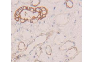 IHC-P analysis of Human Tissue, with DAB staining. (CD58 antibody  (AA 1-214))
