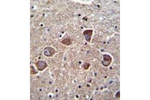 Formalin fixed and paraffin embedded human brain tissue reacted with PPAPDC1A Antibody (N-term) followed by peroxidase conjugation of the secondary antibody and DAB staining.