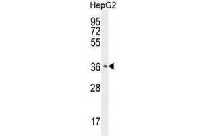 CAF-1 Antibody (N-term) western blot analysis in HepG2 cell line lysates (35µg/lane).