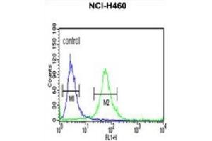 Flow Cytometry (FACS) image for anti-Integrin, beta-Like 1 (With EGF-Like Repeat Domains) (ITGBL1) antibody (ABIN3003908) (ITGBL1 antibody)
