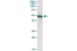 NR2F1 antibody  (AA 141-240)