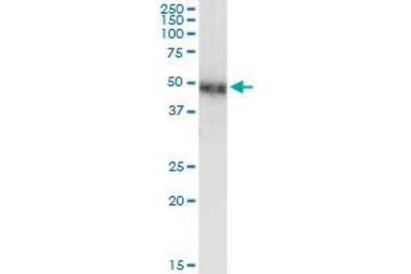 NR2F1 antibody  (AA 141-240)