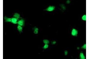 Anti-NDEL1 mouse monoclonal antibody (ABIN2454898) immunofluorescent staining of COS7 cells transiently transfected by pCMV6-ENTRY NDEL1 (RC212323). (NDEL1 antibody)