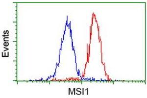 Image no. 2 for anti-Musashi Homolog 1 (Drosophila) (MSI1) antibody (ABIN1499571) (MSI1 antibody)