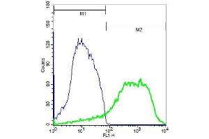 Mouse spleen cells probed with Rabbit Anti-IKKi(Ser172) Polyclonal Antibody  at 1:100 for 30 minutes, (IKKi/IKKe antibody  (pSer172))