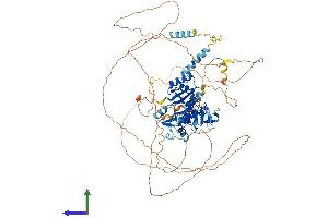 AlphaFold protein structure predicition of Mouse Recombinant Mcph1 Protein, UniprotID Q7TT79