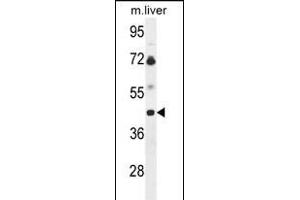 Western blot analysis of B3GNT5 Antibody (Center) (ABIN653601 and ABIN2842966) in mouse liver tissue lysates (35 μg/lane).
