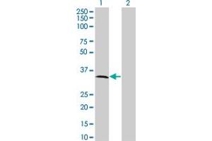 MPPED2 antibody  (AA 1-294)