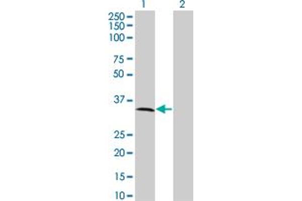 MPPED2 antibody  (AA 1-294)