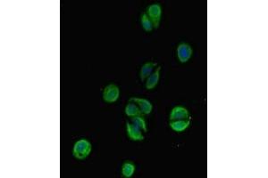 Immunofluorescent analysis of HepG2 cells using ABIN7171802 at dilution of 1:100 and Alexa Fluor 488-congugated AffiniPure Goat Anti-Rabbit IgG(H+L) (TSBP1 (AA 239-476) antibody)