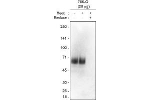 Western Blot Sample: 786-O, a human renal cancer cell line, whole cell lysate 1st Antibody: clone Mab-C48, 1/1,000 dilution 2nd Antibody: anti-mouse IgG (H+L)-HRP conjugate Mab-C48 selectively detects BST2/Tetherin dimer (60-70 kDa) under non-reduced condition.