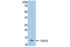 Detection of Recombinant MUC2, Mouse using Polyclonal Antibody to Mucin 2 (MUC2) (MUC2 antibody  (AA 652-735))