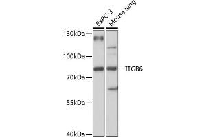 Western blot analysis of extracts of various cell lines, using ITGB6 antibody (ABIN7267932) at 1:1000 dilution.