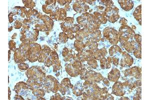 Formalin-fixed, paraffin-embedded human Pancreas stained with Cytochrome C Monoclonal Antibody (SPM389). (Cytochrome C antibody  (AA 1-80))