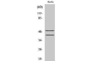 Western Blotting (WB) image for anti-Transcription Factor 7 (T-Cell Specific, HMG-Box) (TCF7) (N-Term) antibody (ABIN3187203) (TCF7 antibody  (N-Term))