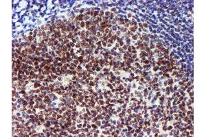 Image no. 12 for anti-Ubiquitin Specific Peptidase 7 (Herpes Virus-Associated) (USP7) antibody (ABIN1498592) (USP7 antibody)