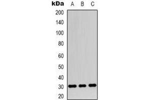 Western blot analysis of Apolipoprotein O-Like expression in SHSY5Y (A), HEK293T (B), NIH3T3 (C) whole cell lysates. (APOOL antibody  (C-Term))