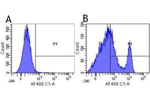 Flow-cytometry using anti-CD40 antibody G28. (Recombinant CD40 antibody)