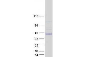 Validation with Western Blot (TPST2 Protein (Transcript Variant 1) (Myc-DYKDDDDK Tag))