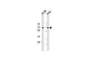All lanes : Anti-FOXN1 Antibody (Center) at 1:2000 dilution Lane 1: A549 whole cell lysate Lane 2: Hela whole cell lysate Lysates/proteins at 20 μg per lane. (FOXN1 antibody  (AA 350-378))