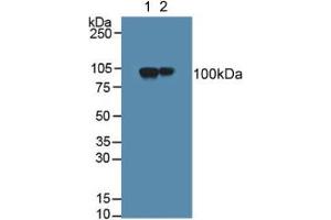 Figure. (MAG antibody  (AA 133-237))