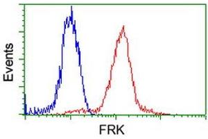 Image no. 1 for anti-Fyn-Related Kinase (FRK) antibody (ABIN1498313)