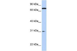 WB Suggested Anti-MAP4K1 Antibody Titration:  0. (MAP4K1 antibody  (N-Term))