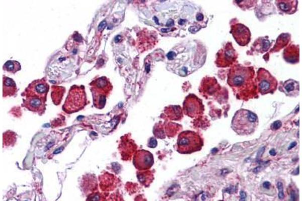 NLRP13 antibody  (N-Term)